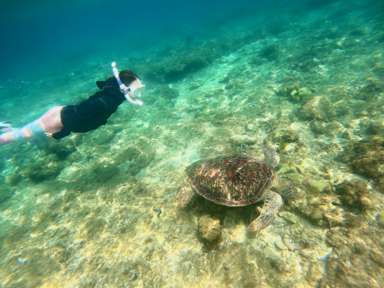 ウミガメと泳ぐシュノーケリング